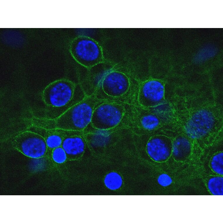 Immunofluorescence - Anti-alpha II Spectrin Antibody [3D7] (A85353) - Antibodies.com