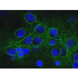 Immunofluorescence - Anti-alpha II Spectrin Antibody [3D7] (A85353) - Antibodies.com