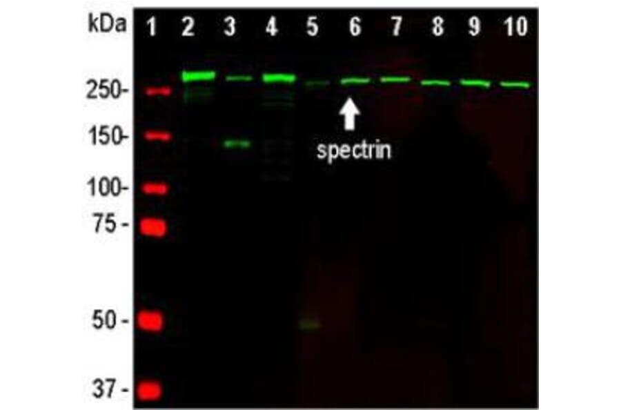 Western Blot - Anti-alpha II Spectrin Antibody [3D7] (A85353) - Antibodies.com