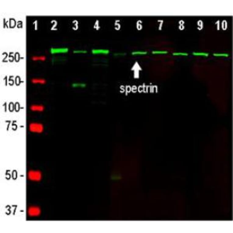 Western Blot - Anti-alpha II Spectrin Antibody [3D7] (A85353) - Antibodies.com