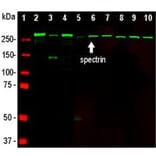 Western Blot - Anti-alpha II Spectrin Antibody [3D7] (A85353) - Antibodies.com