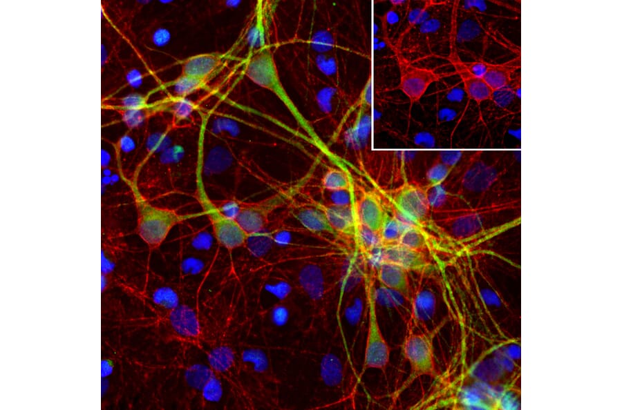 Immunofluorescence - Anti-alpha II Spectrin Antibody [3D7] (A85353) - Antibodies.com