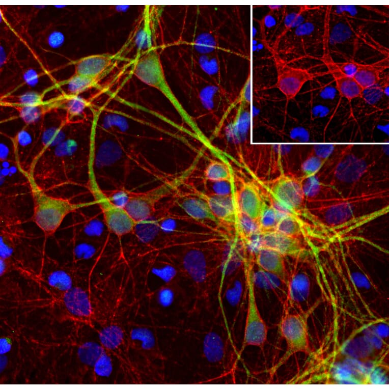 Immunofluorescence - Anti-alpha II Spectrin Antibody [3D7] (A85353) - Antibodies.com