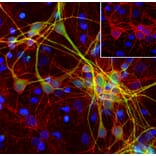 Immunofluorescence - Anti-alpha II Spectrin Antibody [3D7] (A85353) - Antibodies.com