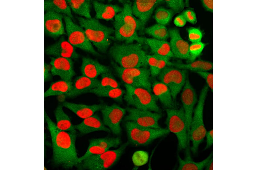 Immunofluorescence - Anti-HMGB1 Antibody [1F3] (A85355) - Antibodies.com