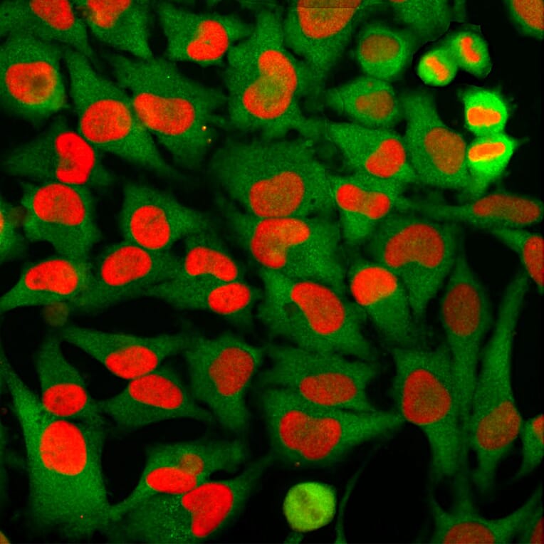 Immunofluorescence - Anti-HMGB1 Antibody [1F3] (A85355) - Antibodies.com