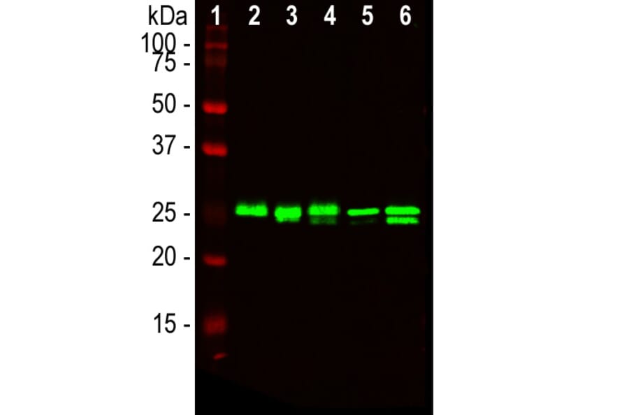 Western Blot - Anti-HMGB1 Antibody [1F3] (A85355) - Antibodies.com