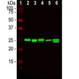 Western Blot - Anti-HMGB1 Antibody [1F3] (A85355) - Antibodies.com