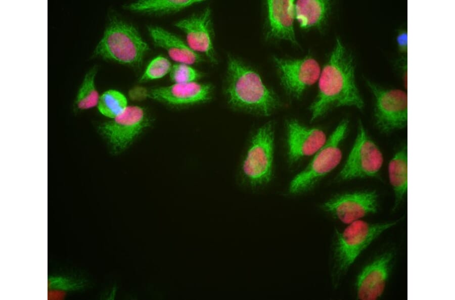 Immunofluorescence - Anti-HMGB1 Antibody [1F3] (A85355) - Antibodies.com