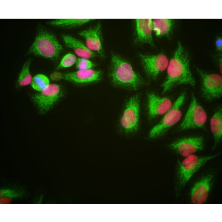 Immunofluorescence - Anti-HMGB1 Antibody [1F3] (A85355) - Antibodies.com