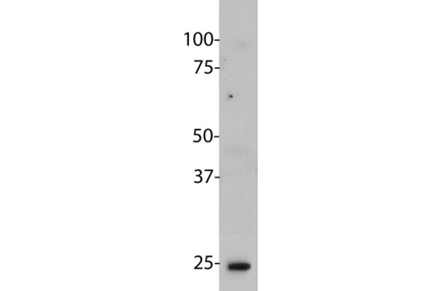 Western Blot - Anti-HMGB1 Antibody [1F3] (A85355) - Antibodies.com