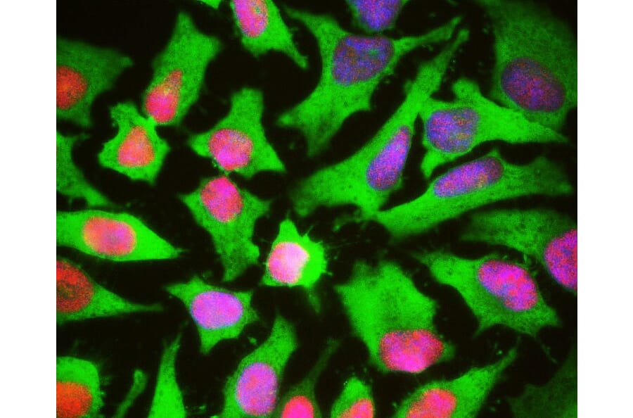 Immunofluorescence - Anti-HSP27 Antibody (A85356) - Antibodies.com