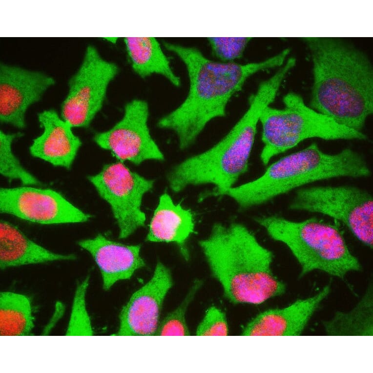 Immunofluorescence - Anti-Heat Shock Protein 27 Antibody (A85356) - Antibodies.com