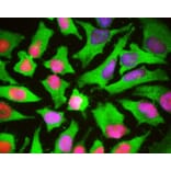 Immunofluorescence - Anti-Heat Shock Protein 27 Antibody (A85356) - Antibodies.com