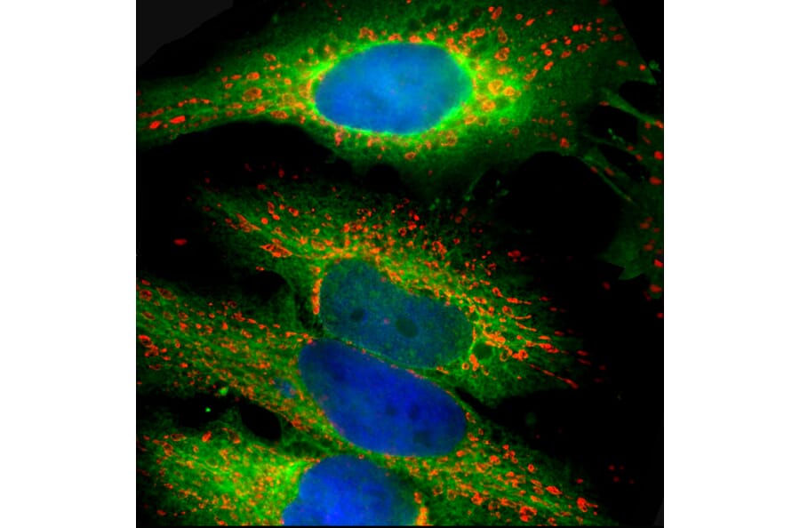 Immunofluorescence - Anti-HSP27 Antibody (A85356) - Antibodies.com