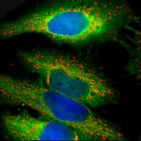 Immunofluorescence - Anti-Heat Shock Protein 27 Antibody (A85356) - Antibodies.com