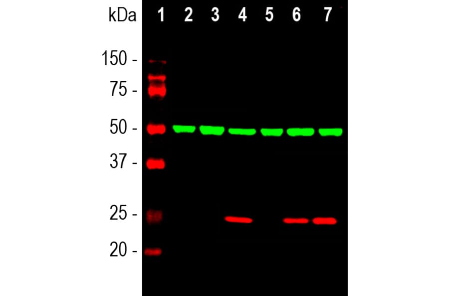 Western Blot - Anti-HSP27 Antibody (A85356) - Antibodies.com