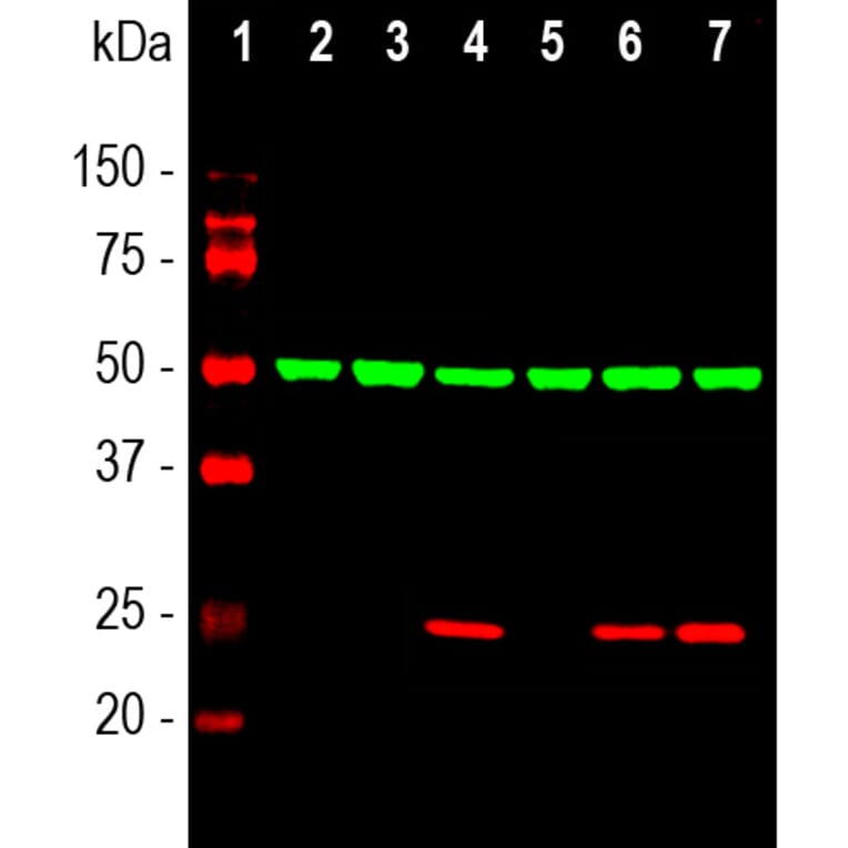 Western Blot - Anti-Heat Shock Protein 27 Antibody (A85356) - Antibodies.com