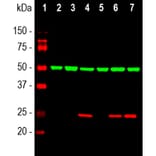 Western Blot - Anti-Heat Shock Protein 27 Antibody (A85356) - Antibodies.com