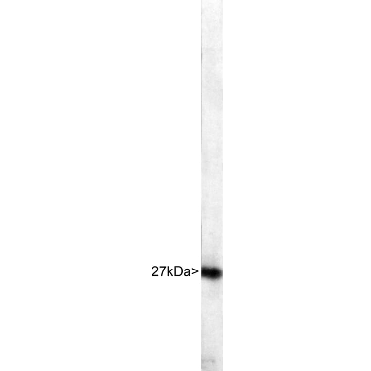 Western Blot - Anti-Heat Shock Protein 27 Antibody (A85356) - Antibodies.com