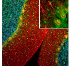 Immunofluorescence - Anti-Secretagogin Antibody (A85357) - Antibodies.com