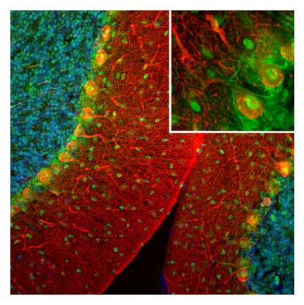 Immunofluorescence - Anti-Secretagogin Antibody (A85357) - Antibodies.com