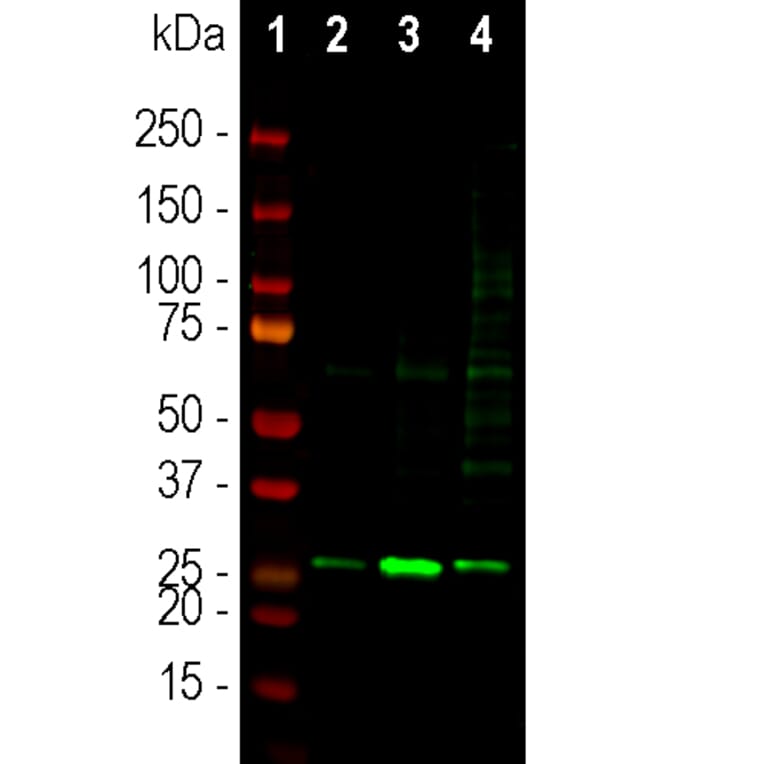 Western Blot - Anti-Secretagogin Antibody (A85357) - Antibodies.com