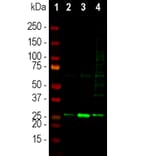 Western Blot - Anti-Secretagogin Antibody (A85357) - Antibodies.com