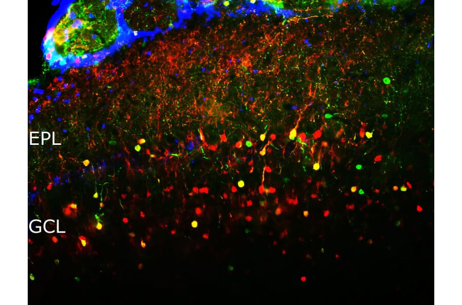 Immunofluorescence - Anti-Secretagogin Antibody (A85357) - Antibodies.com