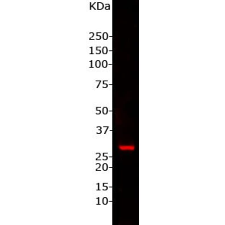 Western Blot - Anti-Secretagogin Antibody (A85357) - Antibodies.com