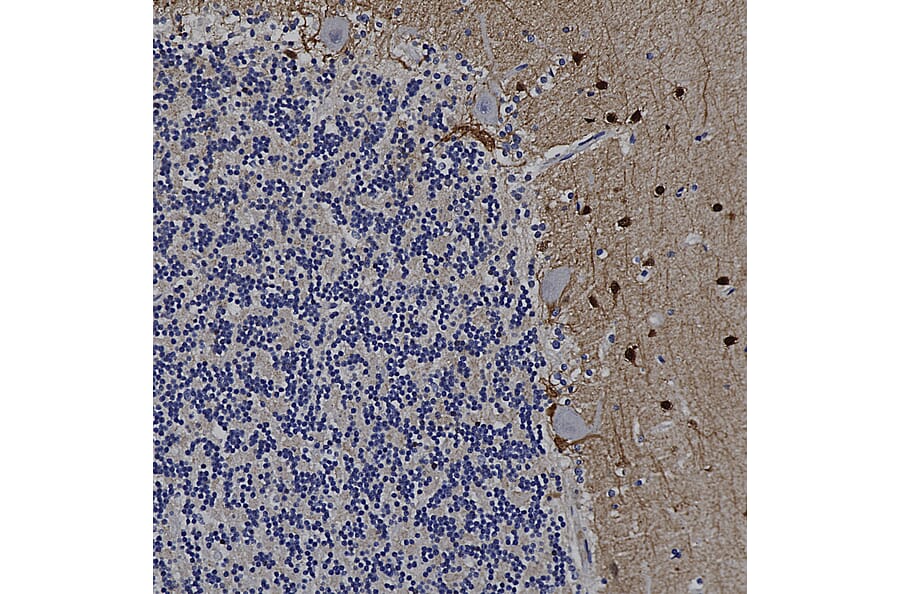 Immunohistochemistry - Anti-Secretagogin Antibody (A85357) - Antibodies.com