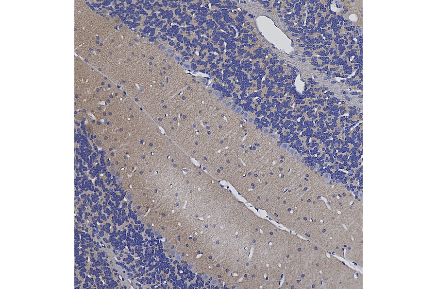 Immunohistochemistry - Anti-Secretagogin Antibody (A85357) - Antibodies.com