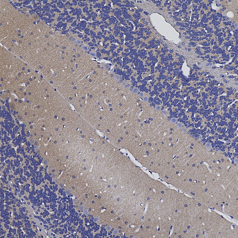 Immunohistochemistry - Anti-Secretagogin Antibody (A85357) - Antibodies.com