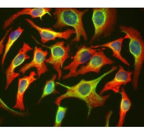 Immunofluorescence - Anti-HSP27 Antibody [6H11] (A85358) - Antibodies.com