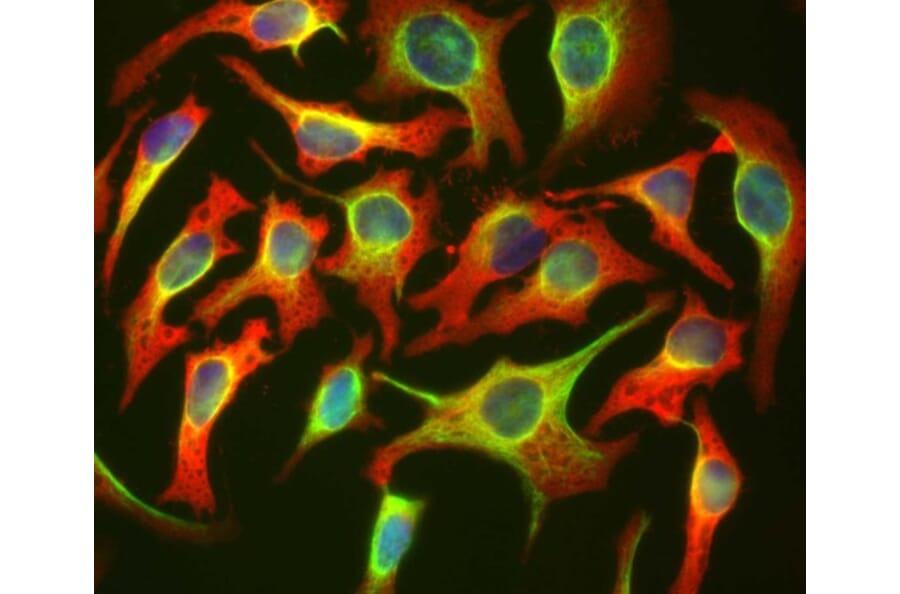 Immunofluorescence - Anti-HSP27 Antibody [6H11] (A85358) - Antibodies.com