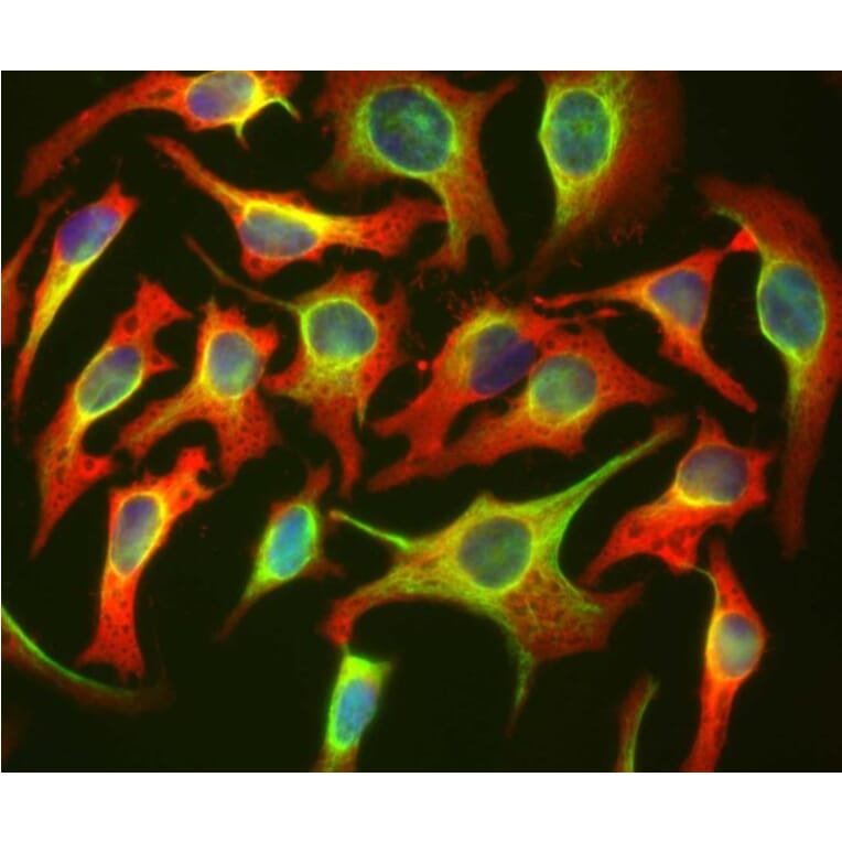 Immunofluorescence - Anti-HSP27 Antibody [6H11] (A85358) - Antibodies.com