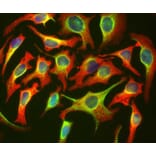 Immunofluorescence - Anti-HSP27 Antibody [6H11] (A85358) - Antibodies.com