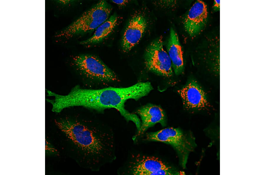 Immunofluorescence - Anti-HSP27 Antibody [6H11] (A85358) - Antibodies.com
