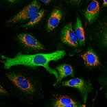 Immunofluorescence - Anti-HSP27 Antibody [6H11] (A85358) - Antibodies.com