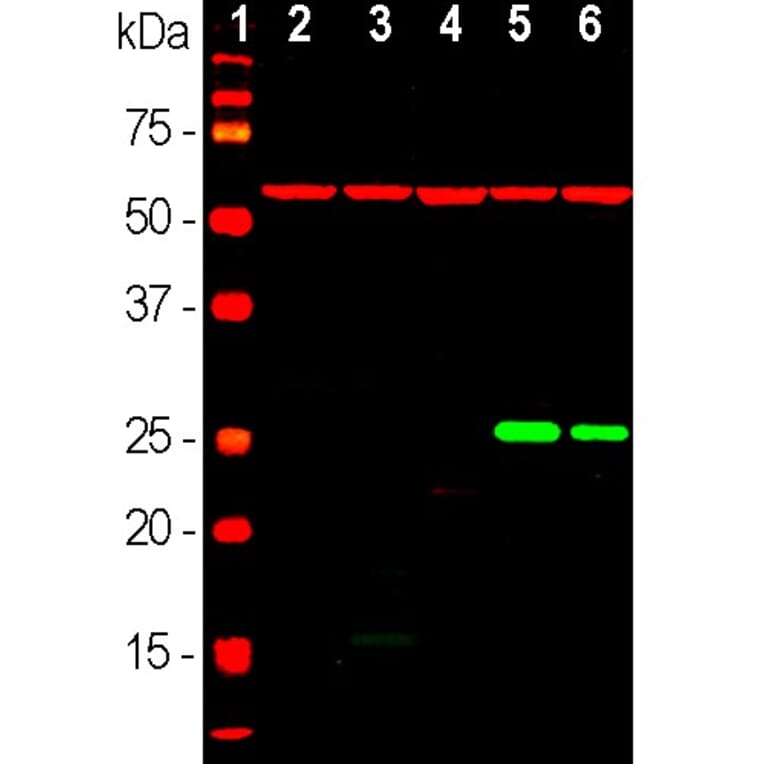 Western Blot - Anti-HSP27 Antibody [6H11] (A85358) - Antibodies.com