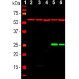 Western Blot - Anti-HSP27 Antibody [6H11] (A85358) - Antibodies.com