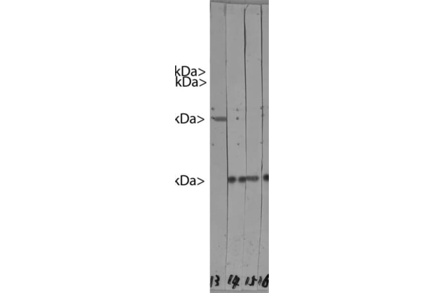 Western Blot - Anti-HSP27 Antibody [6H11] (A85358) - Antibodies.com