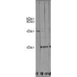 Western Blot - Anti-HSP27 Antibody [6H11] (A85358) - Antibodies.com