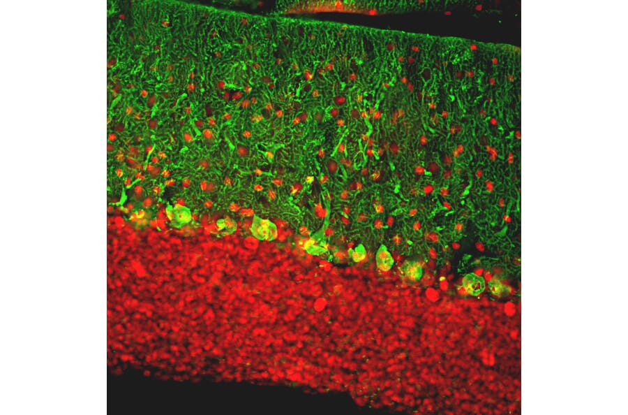 Immunofluorescence - Anti-Calbindin Antibody (A85359) - Antibodies.com