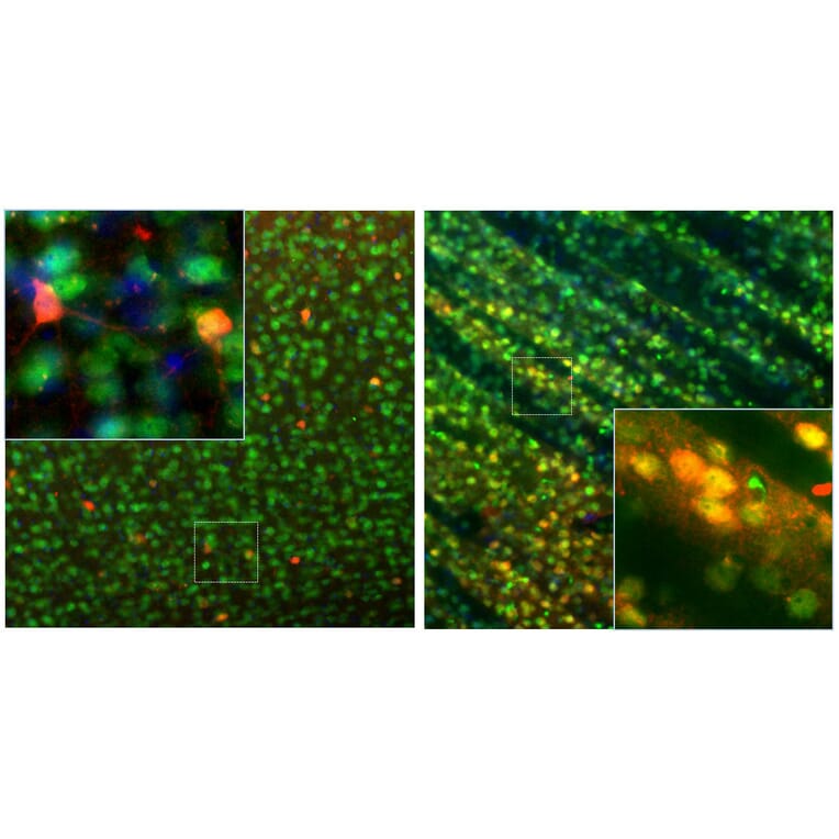 Immunofluorescence - Anti-Calbindin Antibody (A85359) - Antibodies.com