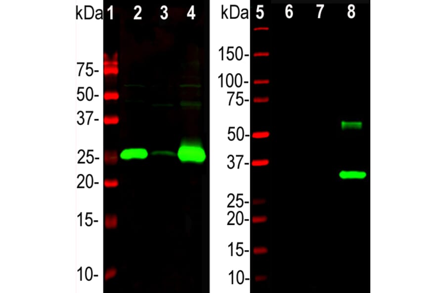 Western Blot - Anti-Calbindin Antibody (A85359) - Antibodies.com