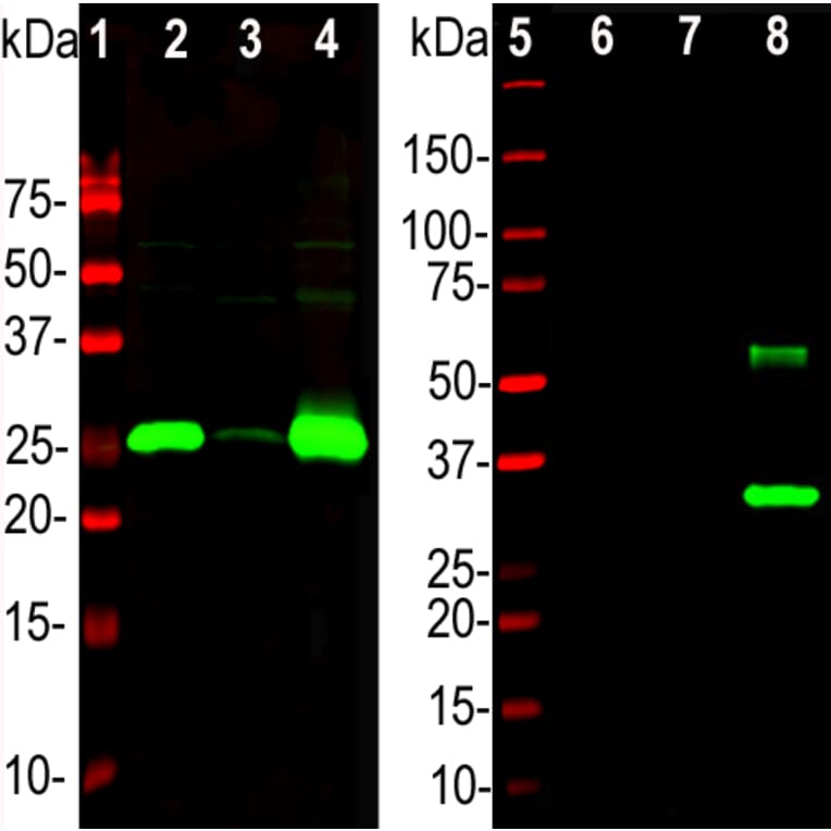 Western Blot - Anti-Calbindin Antibody (A85359) - Antibodies.com