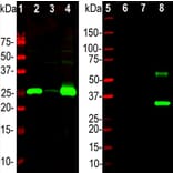 Western Blot - Anti-Calbindin Antibody (A85359) - Antibodies.com