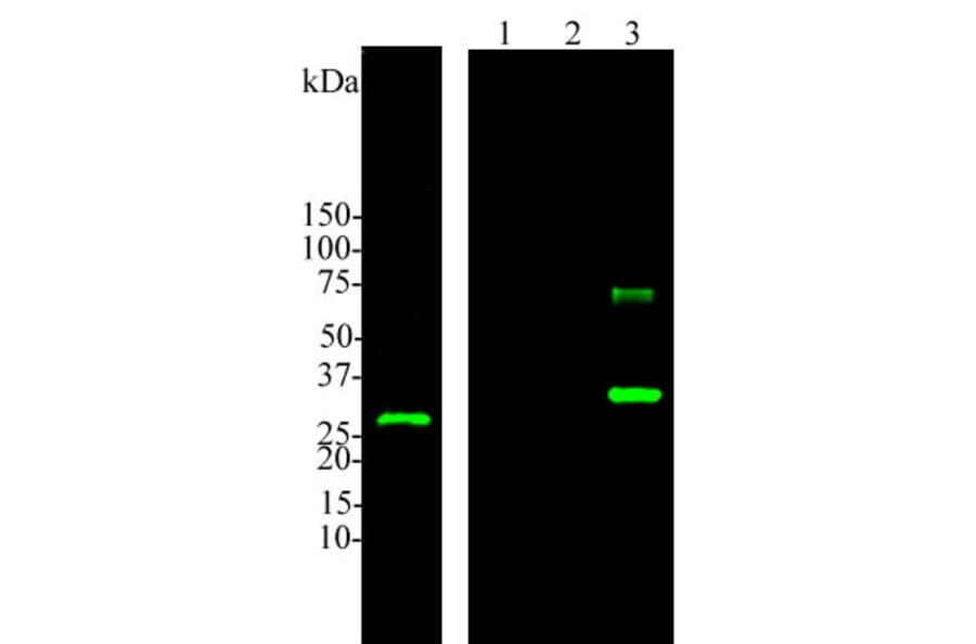 Western Blot - Anti-Calbindin Antibody (A85359) - Antibodies.com