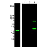 Western Blot - Anti-Calbindin Antibody (A85359) - Antibodies.com